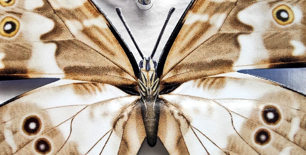 s-DSCN0064_edited.jpg モルフォ蝶adanis huallaga