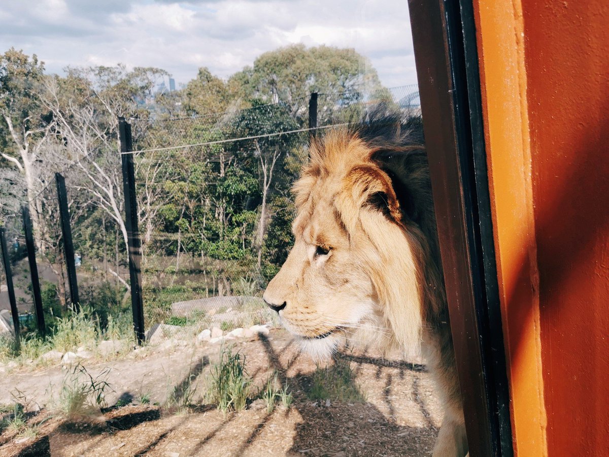 ideabox7's tweet image. 타롱가 와일드라이프 1박 2일 체험 - ALLTHATTRAVEL - go.shr.lc/47Tt9Dl