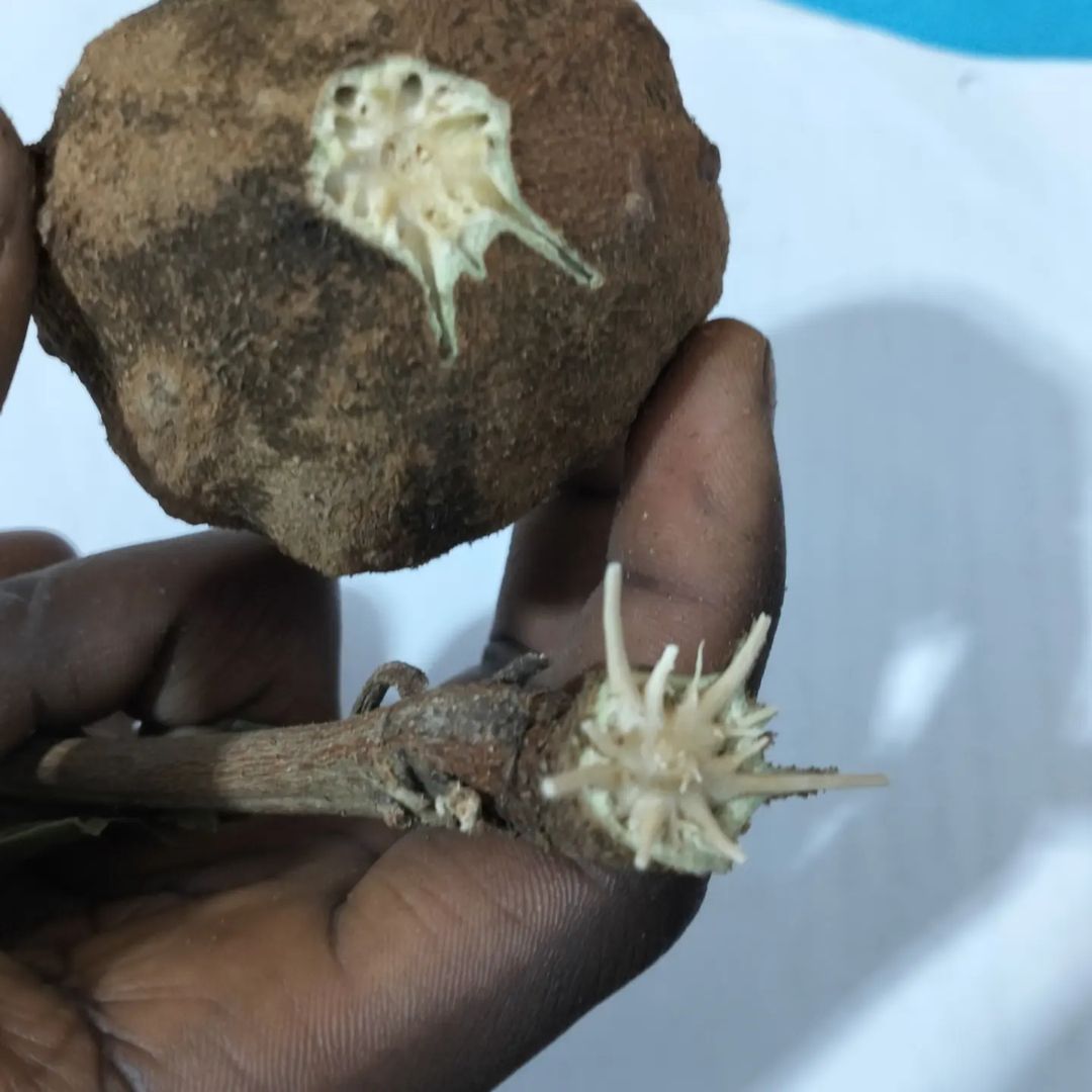 igbobinna's tweet photo. ULI
Having explored seriously with the Uli idiom for months now, my curiosity drove me to fetch the actual fruit that inspired the entire Nsukka art school movement and the agelong tattoo tradition of my people.
#Uli #igbo #artist #nsukka #art #markings #linearart https://t.co/Dvbow5ECAp