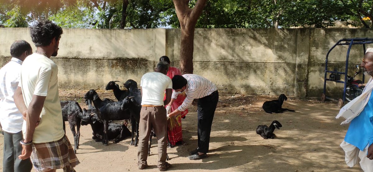 AHVS_Karnataka's tweet photo. ದಿನಾಂಕ: 29-11-2023 ರಂದು ಕಲಬುರಗಿ ಜಿಲ್ಲೆಯ ಅಫಜಲಪುರ ತಾಲೂಕಿನ ಗೊಬ್ಬೂರ್(ಬಿ) ಗ್ರಾಮದಲ್ಲಿ ಕುರಿ ಮತ್ತು ಮೇಕೆಗಳಿಗೆ ಪಿ.ಪಿ.ಆರ್ ಲಸಿಕೆ ಕಾರ್ಯಕ್ರಮವನ್ನು ಡಾ.ಅವಿನಾಶ್ ರೆಡ್ಡಿ, ಪಶುವೈದ್ಯಾಧಿಕಾರಿ ರವರ ನೇತೃತ್ವದಲ್ಲಿ ಹಮ್ಮಿಕೊಳ್ಳಲಾಯಿತು.
#Kalburagi #PPRVaccination https://t.co/UluZW7IyPB