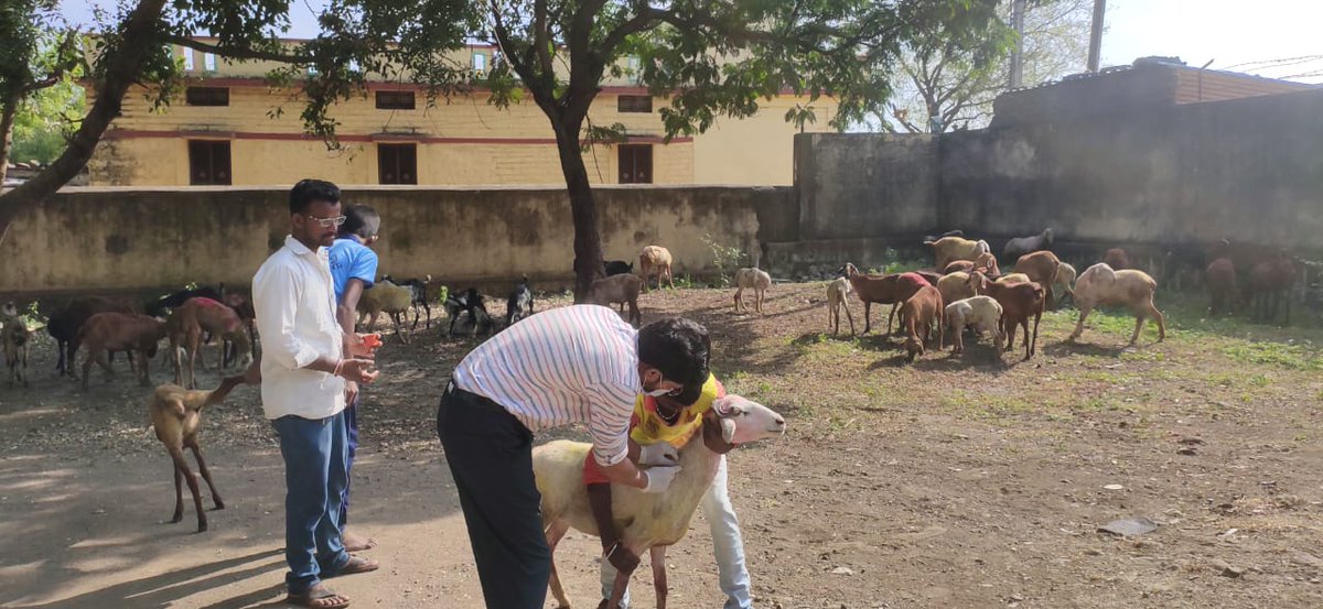 AHVS_Karnataka's tweet photo. ದಿನಾಂಕ: 29-11-2023 ರಂದು ಕಲಬುರಗಿ ಜಿಲ್ಲೆಯ ಅಫಜಲಪುರ ತಾಲೂಕಿನ ಗೊಬ್ಬೂರ್(ಬಿ) ಗ್ರಾಮದಲ್ಲಿ ಕುರಿ ಮತ್ತು ಮೇಕೆಗಳಿಗೆ ಪಿ.ಪಿ.ಆರ್ ಲಸಿಕೆ ಕಾರ್ಯಕ್ರಮವನ್ನು ಡಾ.ಅವಿನಾಶ್ ರೆಡ್ಡಿ, ಪಶುವೈದ್ಯಾಧಿಕಾರಿ ರವರ ನೇತೃತ್ವದಲ್ಲಿ ಹಮ್ಮಿಕೊಳ್ಳಲಾಯಿತು.
#Kalburagi #PPRVaccination https://t.co/UluZW7IyPB