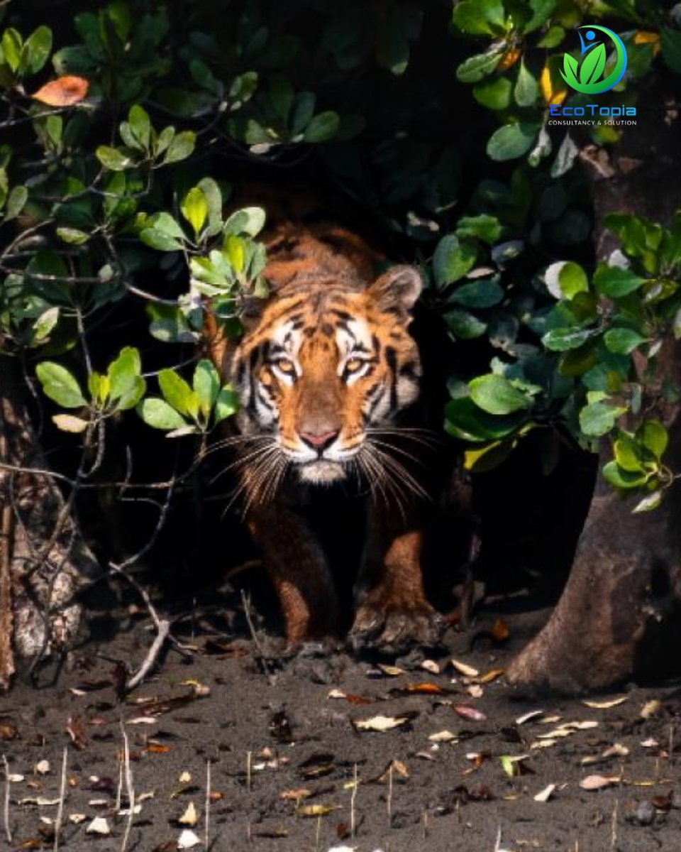 ecotopiabd's tweet photo. 🚨 Urgent: Mangrove forests in crisis! 🌿 15% of species are on the brink, and tigers in the Sundarbans face danger as their habitat shrinks. Globally, 20% of mangroves are gone due to coastal development. 🌎 Let's act now to protect these vital ecosystems! 🐅🌊 #SaveMangroves https://t.co/QRcQ7I5eDf