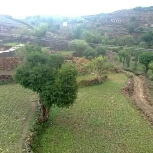 Green nature relaxes the mind