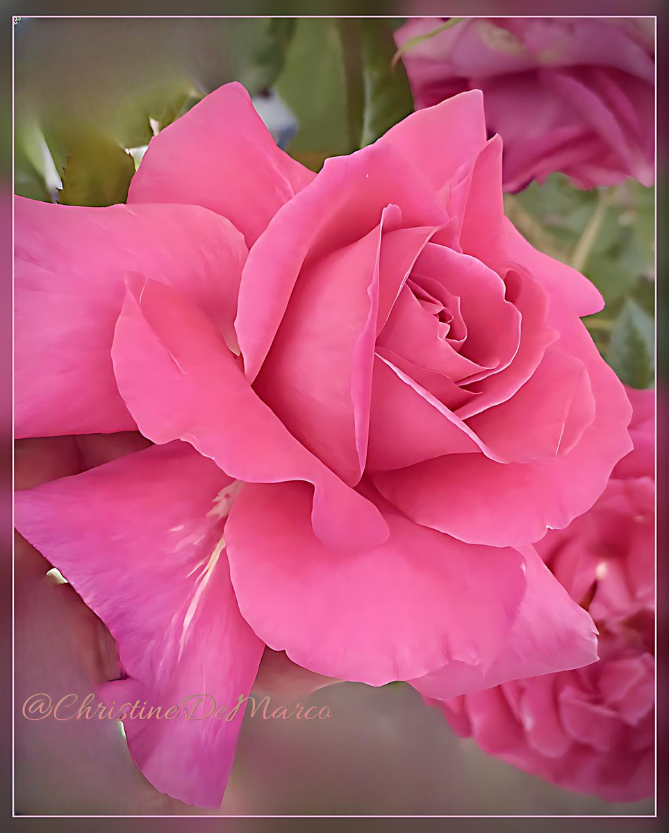 Hello everyone. Wishing you all #Peace #PeacefulDay #RoseWednesday #Roses #MyGarden 

Do what you can to show you care about other people, and you will make our world a better place.
—Rosalynn Carter

Remembering 
Former First Lady, Rosalynn Carter, May she Rest In Peace 🙏🏼🕯️