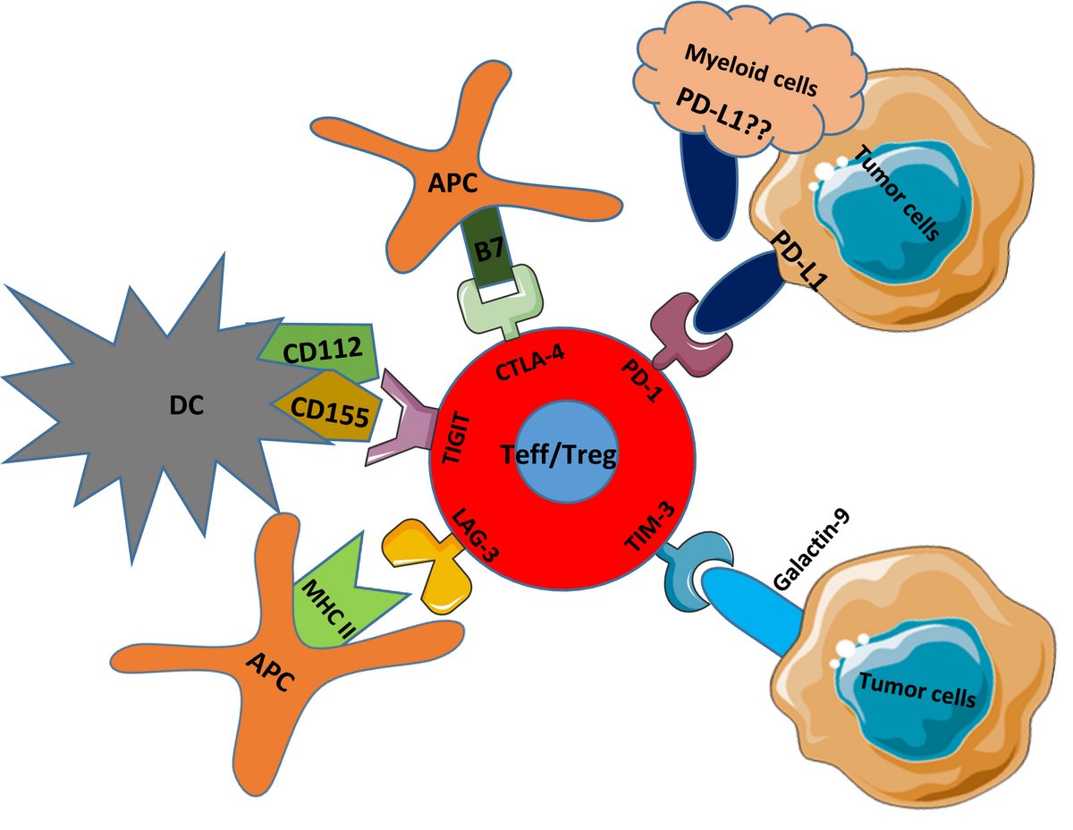 "Unlocking the power of our immune system! Immune checkpoints are like traffic signals for our body's defenders, regulating their activity. 🚦 Exploring these molecular checkpoints could revolutionize cancer treatment. #ImmuneSystem #HealthScience"