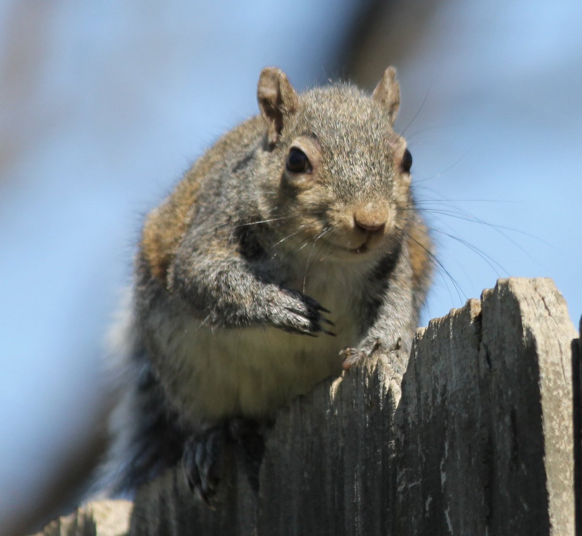 haykeekpics's tweet photo. @Sam_Alexandra23 #GraySquirrel #NearAndFar https://t.co/bp0Uqbf3sa