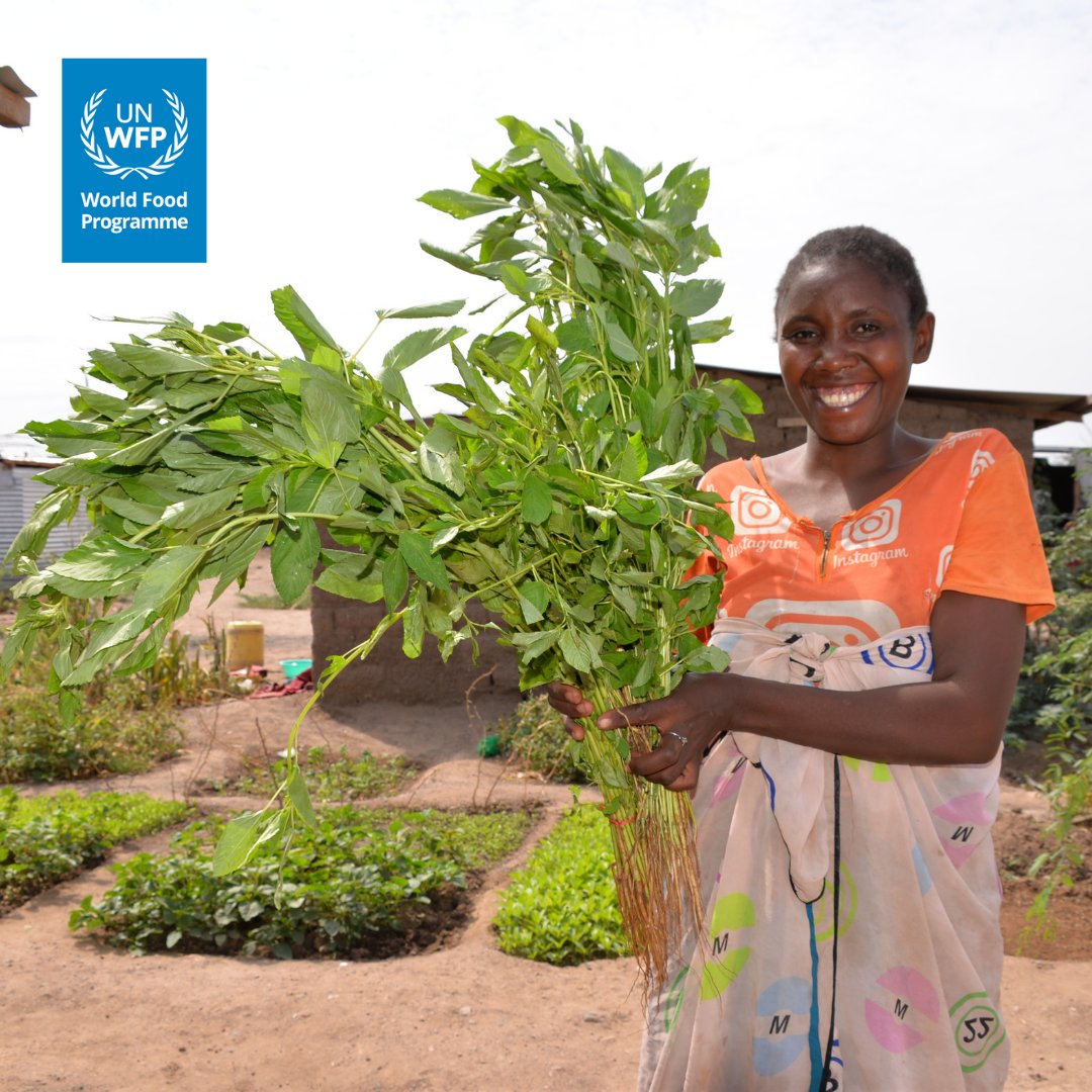 WFP_Kenya's tweet photo. #DYK that @WFP supports refugees in Kenya meet their daily food needs through: 
 
Self-reliance projects 👩‍🌾
Food and cash 🍚💵 &amp;
Nutrition support🥬🥗

🤝Together we are fostering change among refugees and host communities. https://t.co/9694OCDkuJ