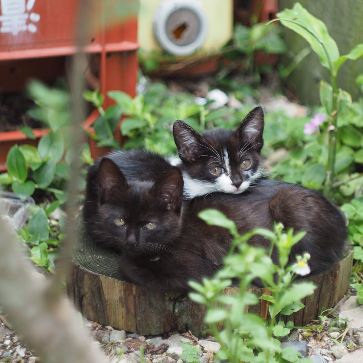 cider_73's tweet photo. あご乗せで楽チンにゃ🐈‍⬛🐈‍⬛

#猫 #猫写真 #子猫 #にゃんこ https://t.co/hZKNs73sQZ