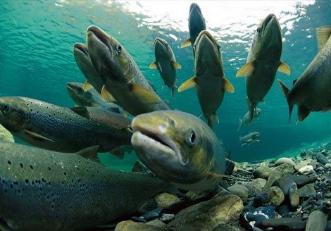 mispeces's tweet photo. 'Piscis sanus in corpore sanus'. El ejercicio hace bien a los peces de crianza. Un meta-análisis analiza los efectos del ejercicio moderado. Mejoras en estrés y capacidad aeróbica, aumento del apetito, uniformidad en el crecimiento y menor FCR. https://t.co/DElEmrIuuz https://t.co/PtGXKkFGdl