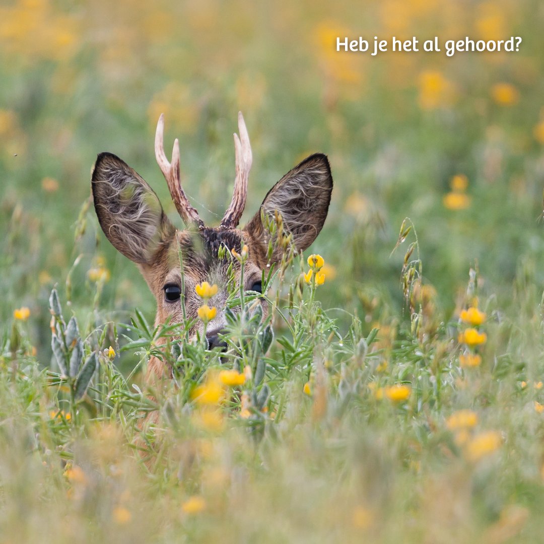 IVNNederland's tweet photo. Iedereen zou toch een vriend van de natuur moeten zijn? 💚

IVN organiseert van 10 t/m 16 juni 2024 de #WeekvandeNatuur. Waarin we leerkrachten uitnodigen om samen met hun klas naar buiten te gaan en de natuur rondom school te leren kennen. Meer weten? https://t.co/iHYifOwzSK https://t.co/FEMbVAXvQl