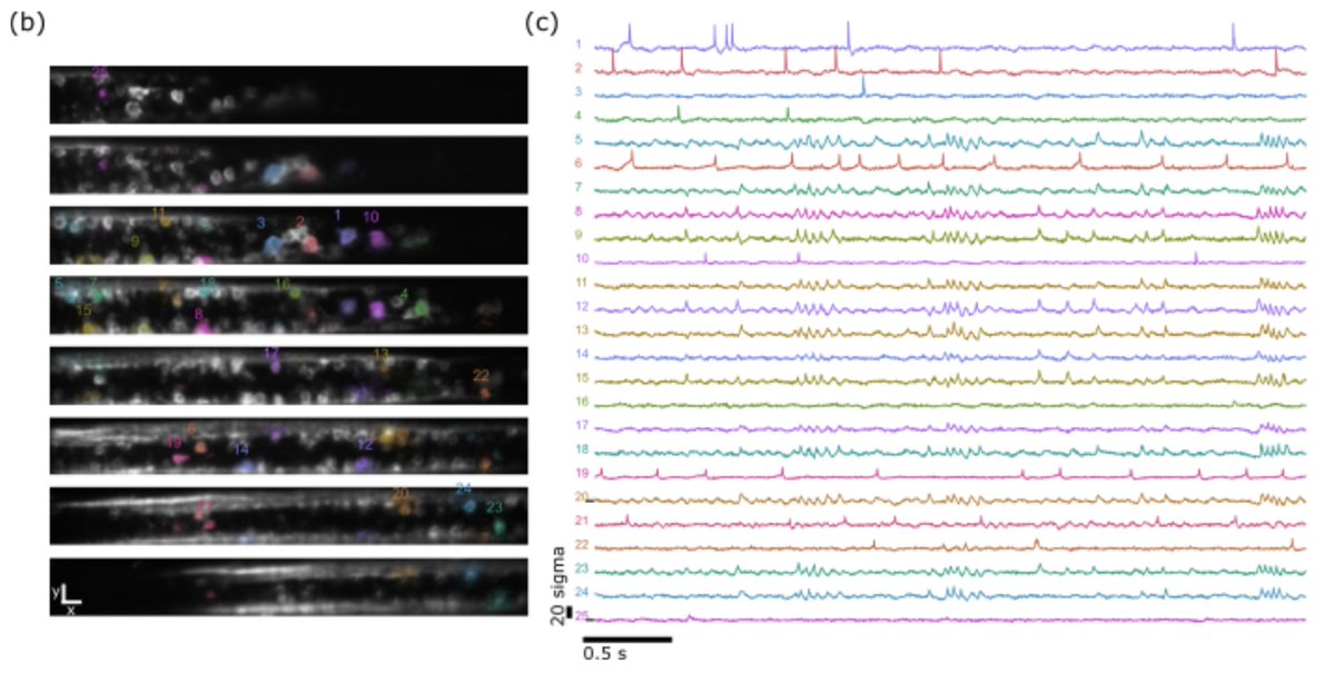 Happy to announce our new preprint on fast and light efficient volumetric voltage imaging with FLIPR microscopy – led by the outstanding @UrsLucasBoehm biorxiv.org/cgi/content/sh…