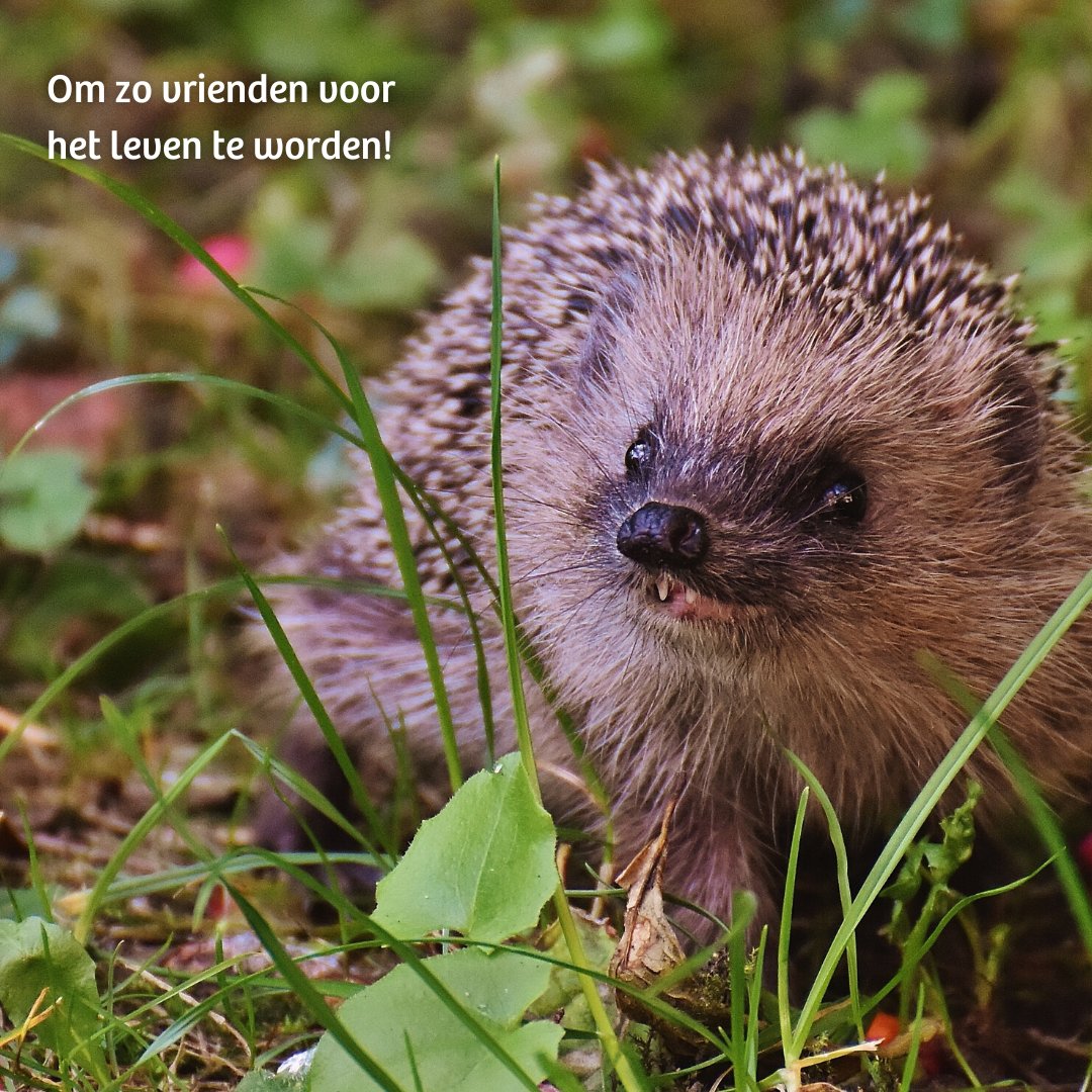 Iedereen zou toch een vriend van de natuur moeten zijn? 💚

IVN organiseert van 10 t/m 16 juni 2024 de #WeekvandeNatuur. Waarin we leerkrachten uitnodigen om samen met hun klas naar buiten te gaan en de natuur rondom school te leren kennen. Meer weten? bit.ly/40UqNSw