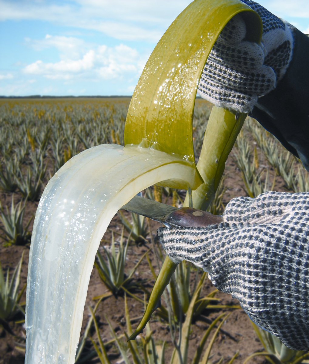 FlpSAfrica's tweet photo. From plant to product, to you – Forever Living’s aloe-based health and beauty products come with a guarantee of quality that is assured from the soil to your home!

#foreverfact https://t.co/KvJpMnreth