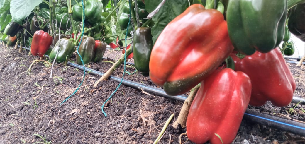 HGTKenya's tweet photo. #rijkzwaanafrica
#sweetpeppers
#pasarellarzf1
#Hollandgreentechkenya
#diseaseresistant
#highqualityseeds
#highyielding https://t.co/hYThcTzW9U