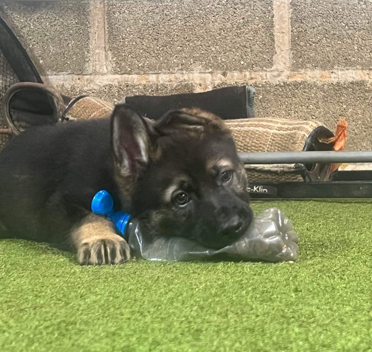 Catello German Shepherds tweet media