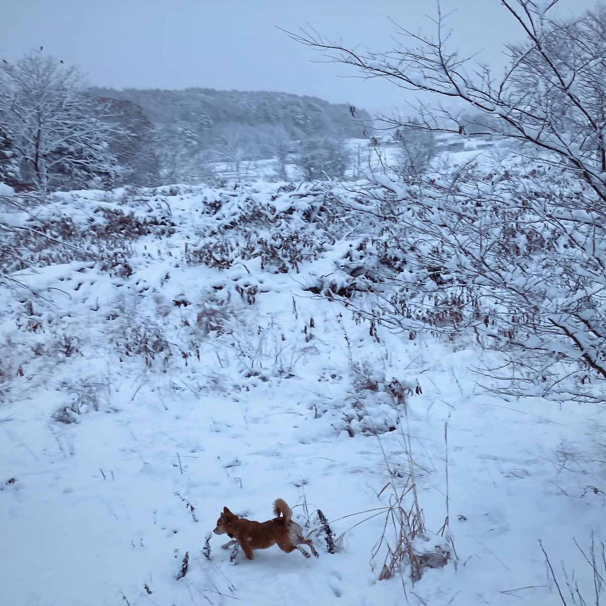 「犬は喜び山駆け回り 」|かときちどんぐりちゃんのイラスト