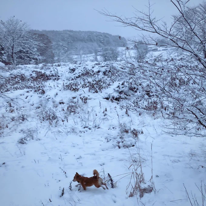 犬は喜び山駆け回り 
