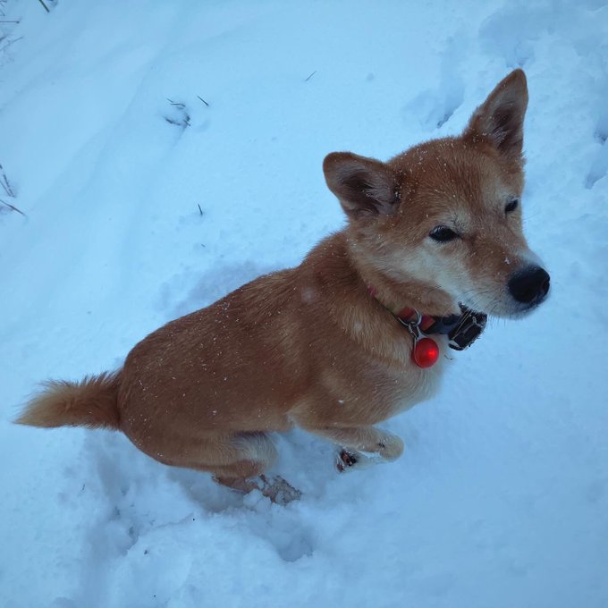犬は喜び山駆け回り 
