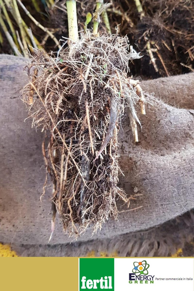 Prepariamoci all'inverno. 
Cosa succederà alle nostre piante 🌱 se crescono in un #vaso #FertilPot?
facebook.com/story.php?stor…

𝐅𝐞𝐫𝐭𝐢𝐥 marchio distribuito in #Italia da 𝐄𝐧𝐞𝐫𝐠𝐲 𝐆𝐫𝐞𝐞𝐧
🌱 #EnergyGreen 💐 #Fertil 🌱