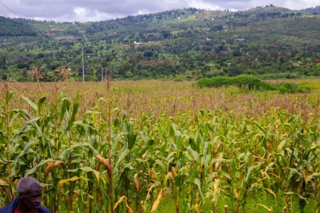 MagazineJimbere's tweet photo. 🌽 Ce 27/11/2023, début de la récolte du maïs cultivé sur 64 ha dans la plaine de #Bugiga en @RutanaProvince, suite à la sensibilisation des administratifs à travers le pays, sur l'aménagement des champs irriguables lors de la saison sèche

🧑🏽‍🌾 Les agriculteurs: "Nous étions sceptiques à l'annonce de cette initiative. Mais nous avons eu raison de le faire, car nous récoltons à présent 3 à 4 tonnes par hectare"

#Burundi #agriculture