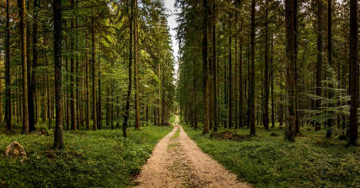 Entelligent tweet media