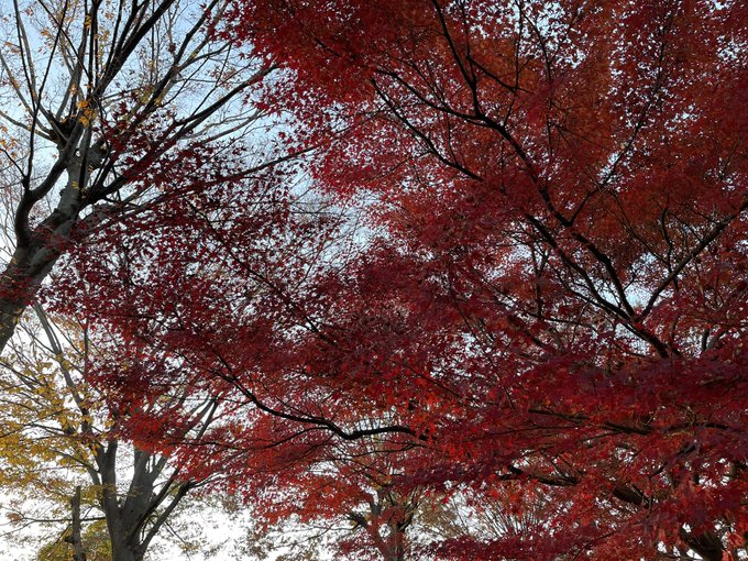 「秋 自然」のTwitter画像/イラスト(新着)｜2ページ目