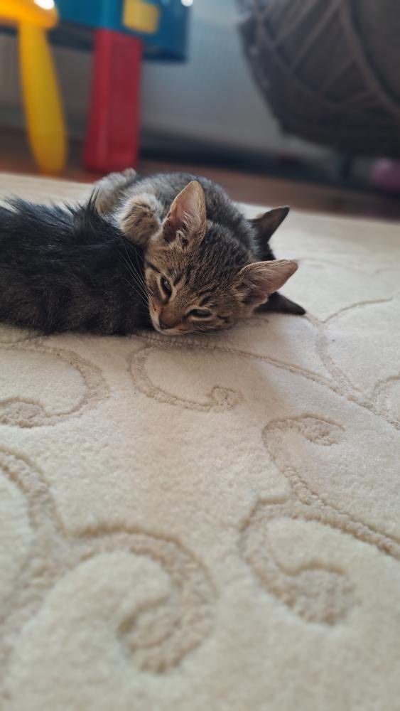 #ANKARA
2 küçük yavru sokakta çok usumusler acikmislardi eve aldım fakat evimde kendi yavrumda var ve asla anlaşamıyor bu yavruyu sahiplendiricek birilerini bulabilir miyiz hava çok soğuk ölürler dışarıda çok küçükler henüz
2 tane en fazla 2 aylik yavrular .
05052092181