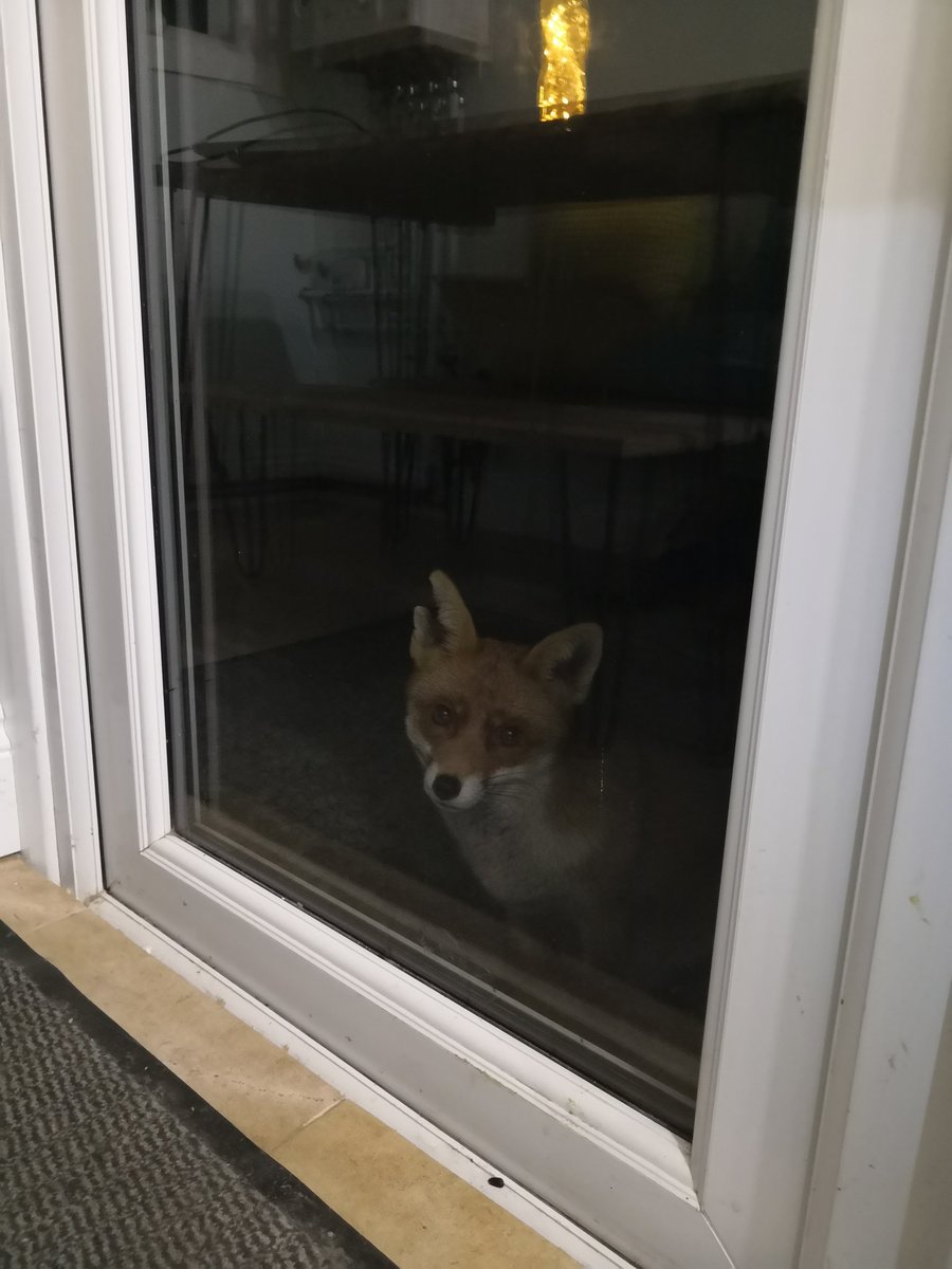 The face at the kitchen door.... Caption this! #FoxOfTheDay @ChrisGPackham @MeganMcCubbin #lovefoxes