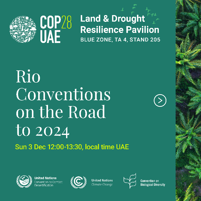 ibrahimthiaw's tweet photo. United for LAND and for a Sustainable Future at @COP28_UAE! 

We're proud to collaborate with @AGFUNDProgram, @badeabank, #G20 Land Initiative, and #IDRA at the Land and Drought Resilience Pavilion. 

📍 Join us in Dubai from Dec 1-10, or follow our sessions online. #UNited4Land