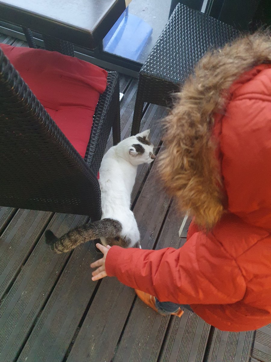 🧡🐈‍⬛🧼🍺🐉🍋🌠 ☃️🌟🎀📚Miss Kitty des Etoiles tweet media