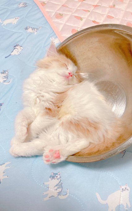 「瞑目 白い猫」のTwitter画像/イラスト(新着)｜3ページ目