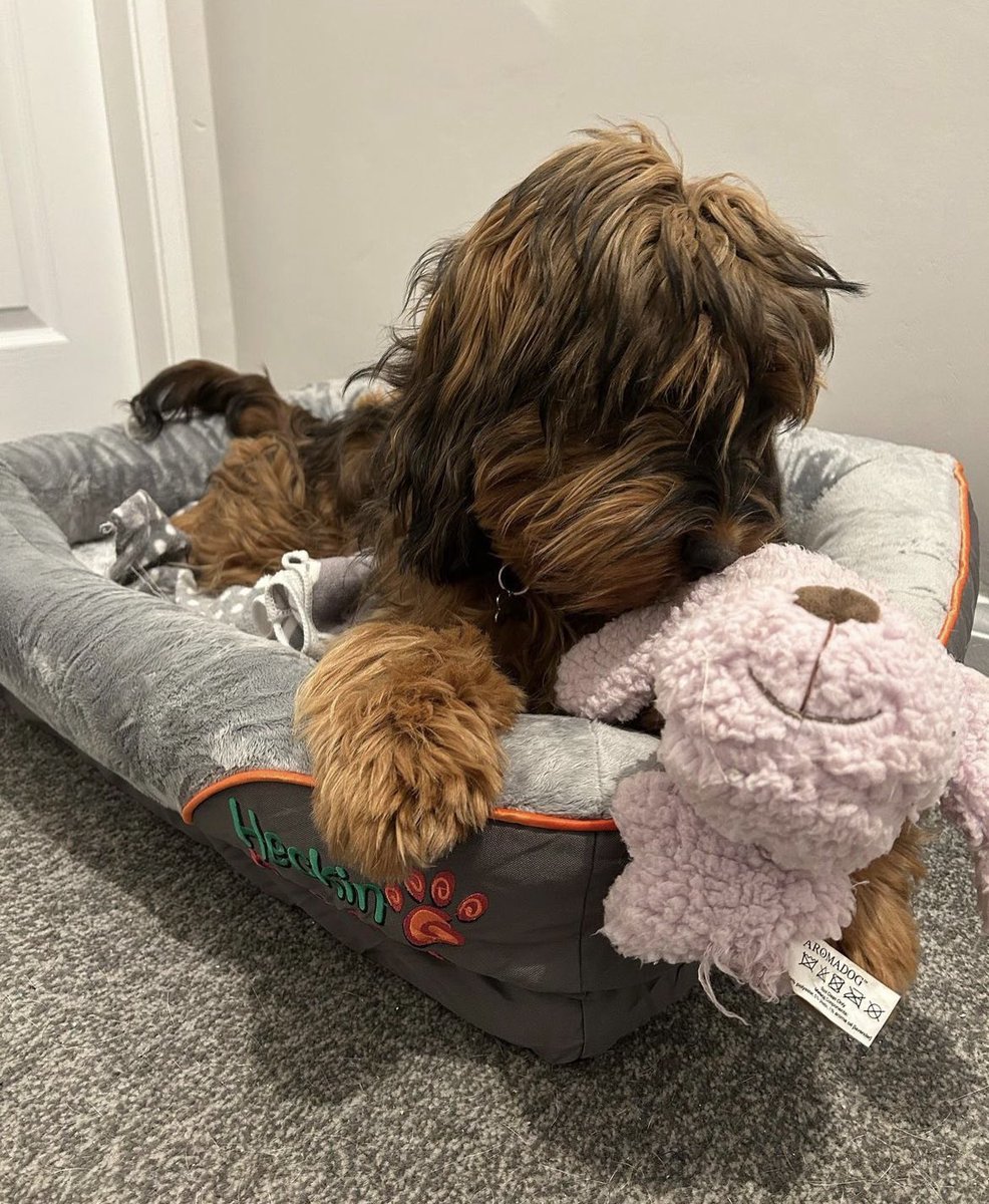 I must say these beds and collars are brilliant, no more tripping over her at night, as I used to do 😂

If anyone would like to get one for themselves she can get you 10% off when you use her code DELTA10 at the checkout.
heckinpawfect.com
