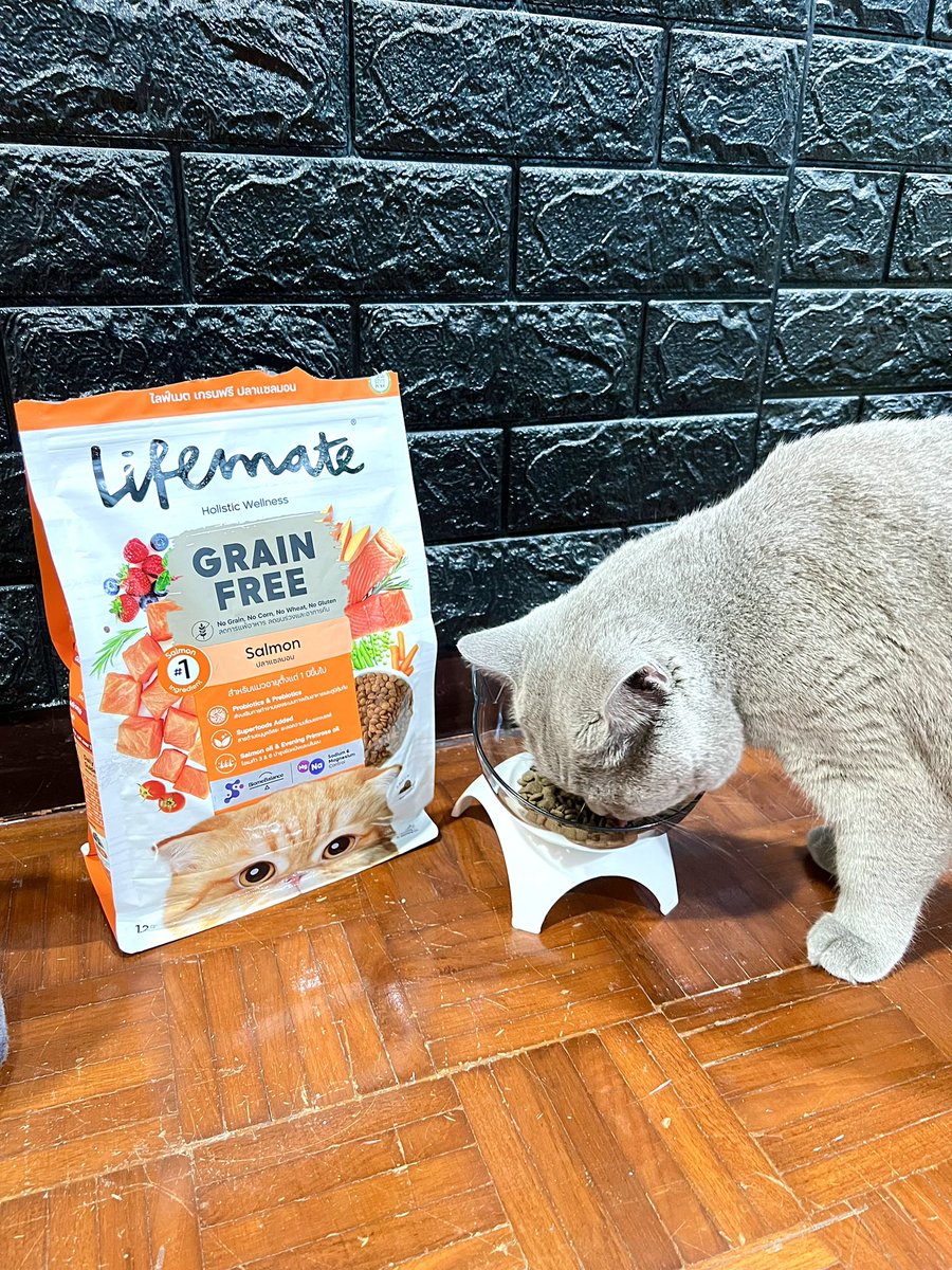 imnayeonshyshy's tweet photo. อิแม่เติมข้าวไม่ทันแล้วลูกเอ้ย Lifemate Grain Free รสแซลมอน อร่อยถูกใจเลออนสุดๆ🥰 อุดมไปด้วยโปรตีนจากเนื้อปลาเน้นๆ ไม่มี By-Product ที่ไม่ดีกับร่างกาย กินแล้วขนสวย อึสวย เหม็นน้อยลง 🥰 โซเดียมต่ำด้วย💕 #อาหารเม็ดแมว https://t.co/NYA829leBV
