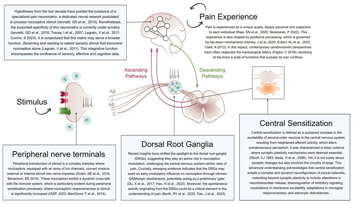 Just published 
🔥

 A Manifesto in Defense of Pain Complexity: A Critical Review of Essential Insights in Pain Neuroscience
📕

pubmed.ncbi.nlm.nih.gov/38002692/