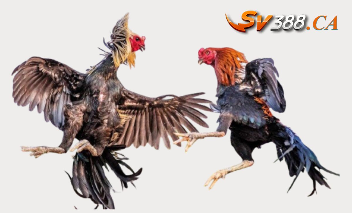 Sv388ca's tweet photo. SV388 tự hào giới thiệu dòng gà đá cựa sắt đỉnh cao!
💥Cùng nhau, chúng ta hãy chia sẻ niềm đam mê với thế giới của đá cựa sắt và tạo nên những trận đấu đỉnh cao không ngừng 👊
#sv388 #dagasv388 #nhacaisv388 #dagatructiep #sv388ca https://t.co/WKqgUUP1ze