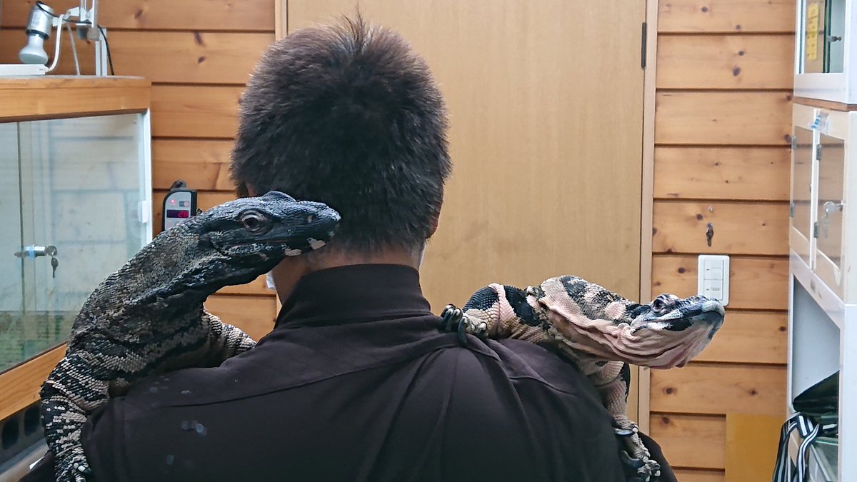 kennyibaraki's tweet photo. 買い取りました
メラニスティックこれで2頭になりました
ベルフェイズスーパーピンク1頭
メラニスティックタイガー2頭
合計3頭のレースモニターに埋もれて至極の極みです
#レースモニター
#lacemonitor
#varanusvarius
#kenny https://t.co/cdnBGBVWwj