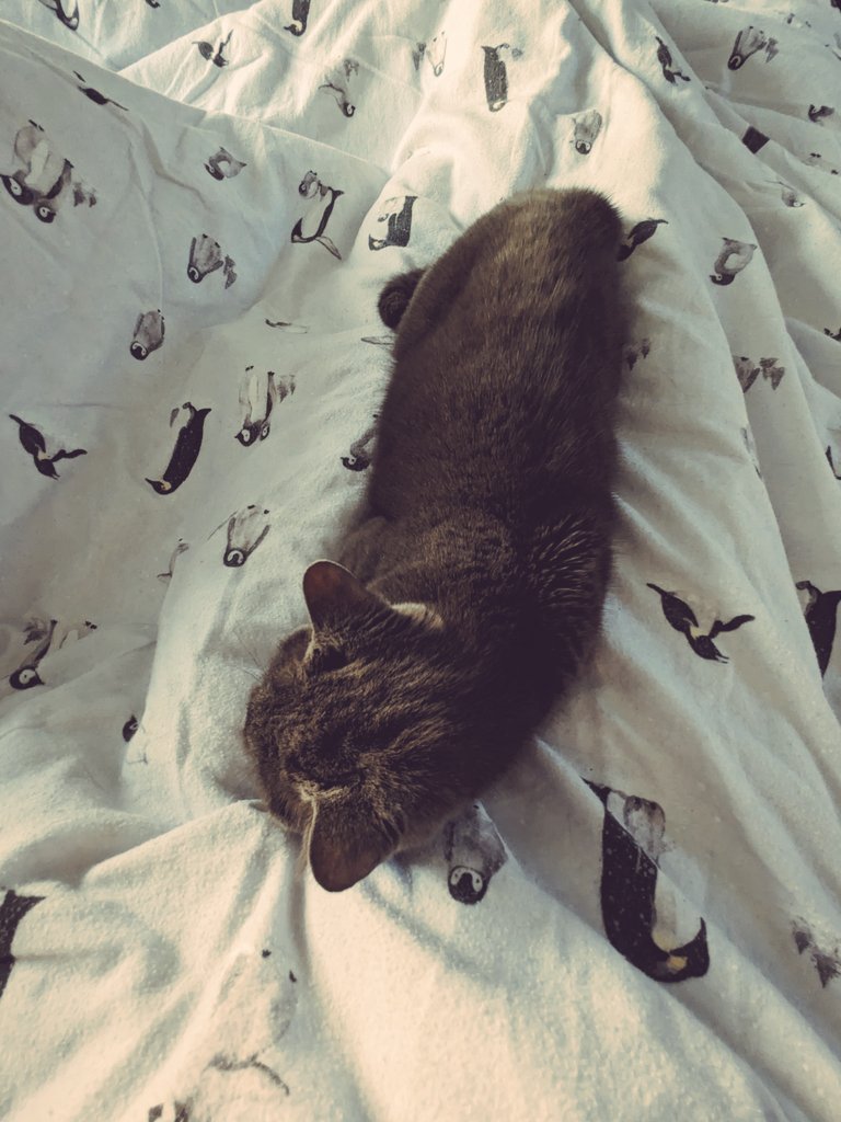 Euthumia's tweet photo. Hááárman az ááágyban,meg a napkelte.

#makewednesdaygreatagain https://t.co/J0ryrVfiOT