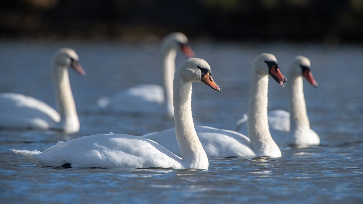 Our #Orkney wildlife photographer and blogger, @RaymondBesant, has been out and about to try and spot some special visitors to the islands recently 😍 

See more images ➡️ bit.ly/WildOrkneyNov23 📸 

#VisitOrkney #ScotlandIsCalling