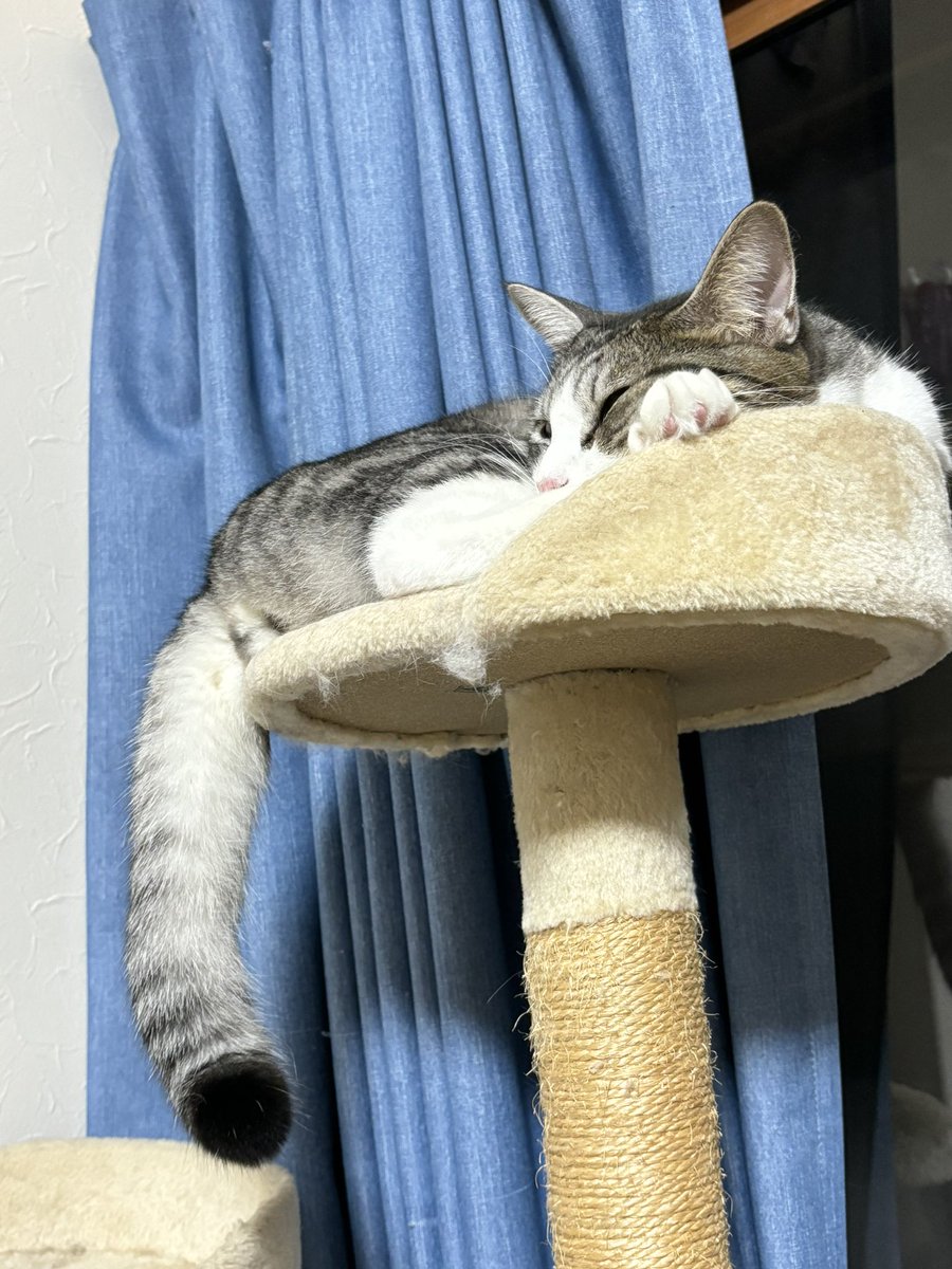 kbtn_fc's tweet photo. これは最近のしっぽが太い猫です https://t.co/ftTvJaItRl