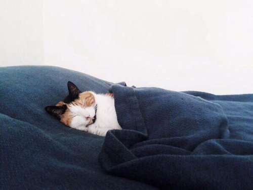 Why you should have a cat tweet media