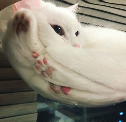 Why you should have a cat tweet media