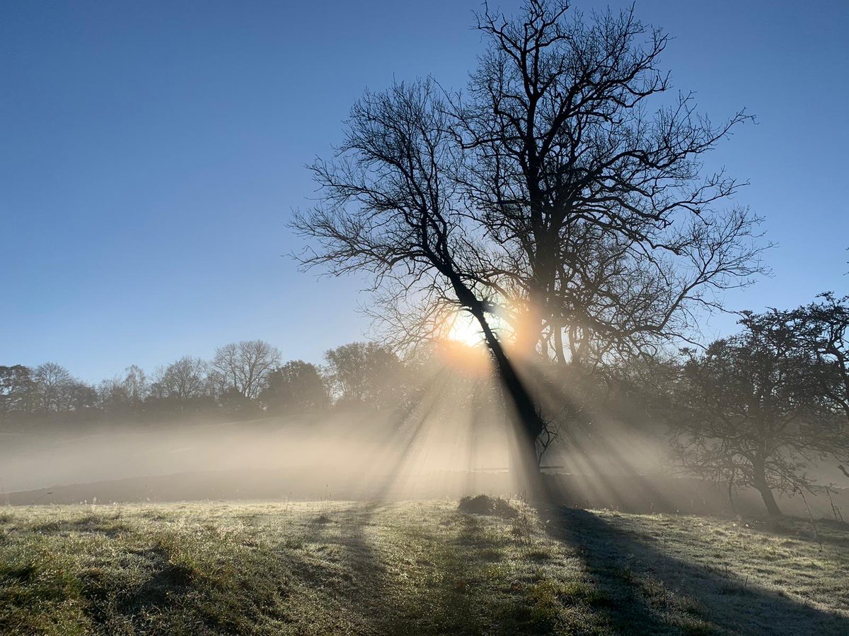 Standing amongst splintered rays and frosty mists.

#NationalTreeWeek 
#EveryoneNeedsNature