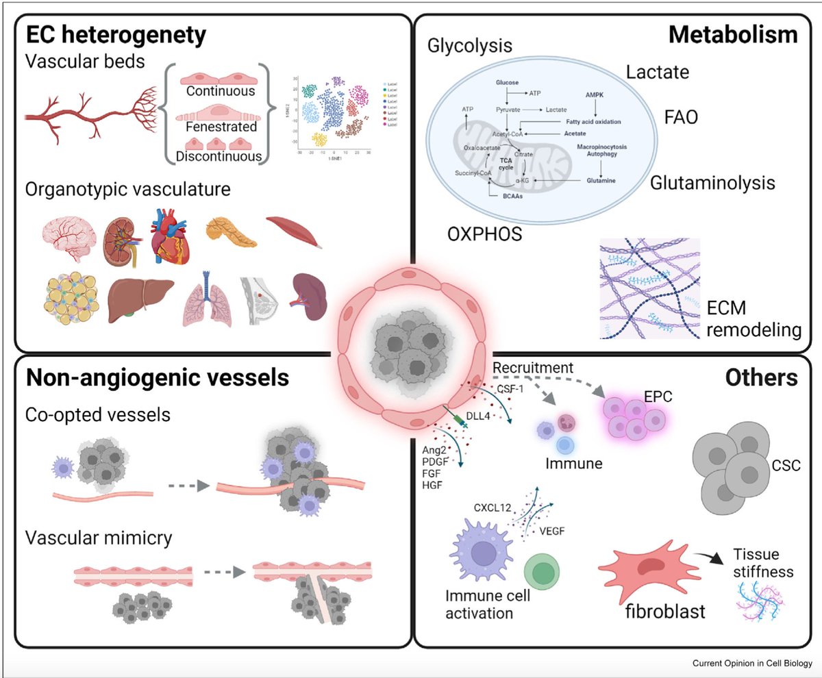 It was great fun writing this review article with <a href="/AlsinaSanchis/">Elisenda Alsina Sanchis</a> about angiocrine signaling in cancer.
sciencedirect.com/science/articl….