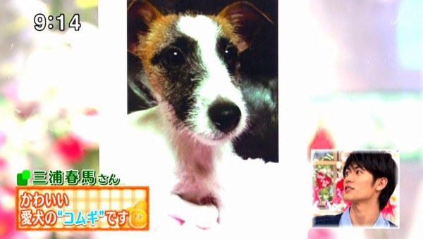 三浦春馬　anan こむぎちゃん anan 三浦春馬 表紙 コムギちゃん