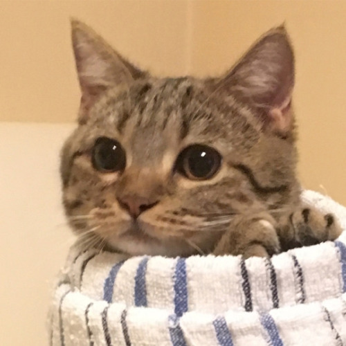 Why you should have a cat tweet media