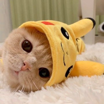ShouldHaveCat's tweet photo. https://t.co/Tc0kUark2e