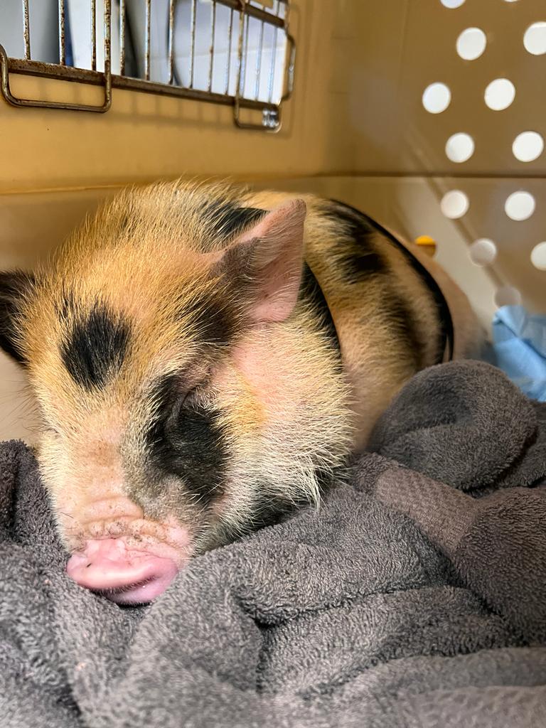 Dierenambulance Amsterdam tweet media