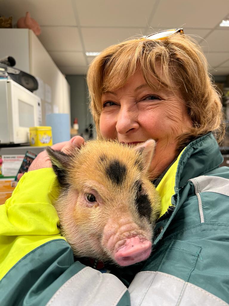 Dierenambulance Amsterdam tweet media