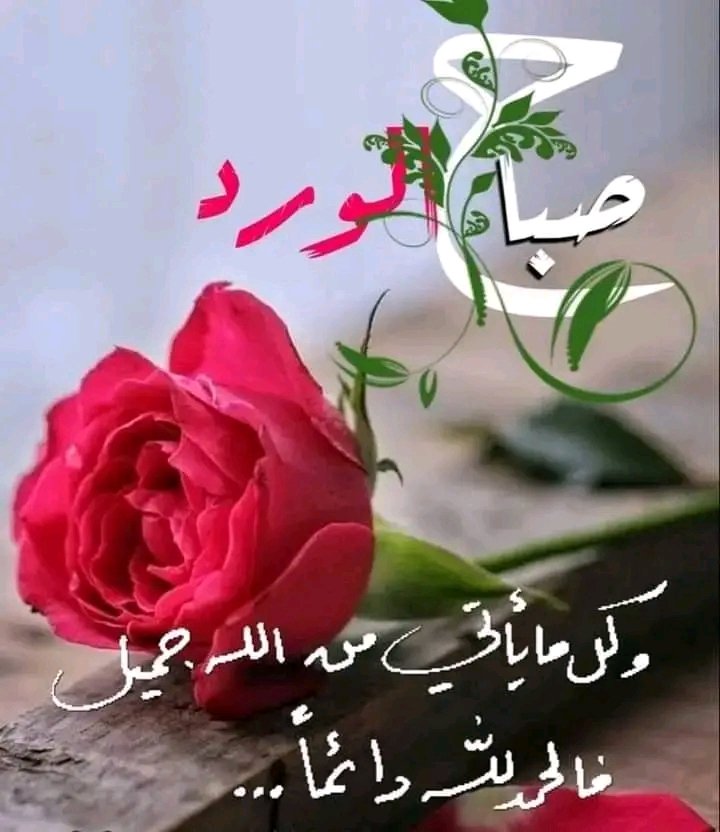 59_ferhan's tweet photo. 🌹....صباح الخير 
   💗🌹....صباح الورد 
      💗🌹.... صباح الياسمين 
           💗🌹 .... صباح الجمال
              💗🌹.... صباح العسل 
                  💗🌹.... صباح الانور 
                     💗🌹..صباح السعادة https://t.co/fhSnqUclBu