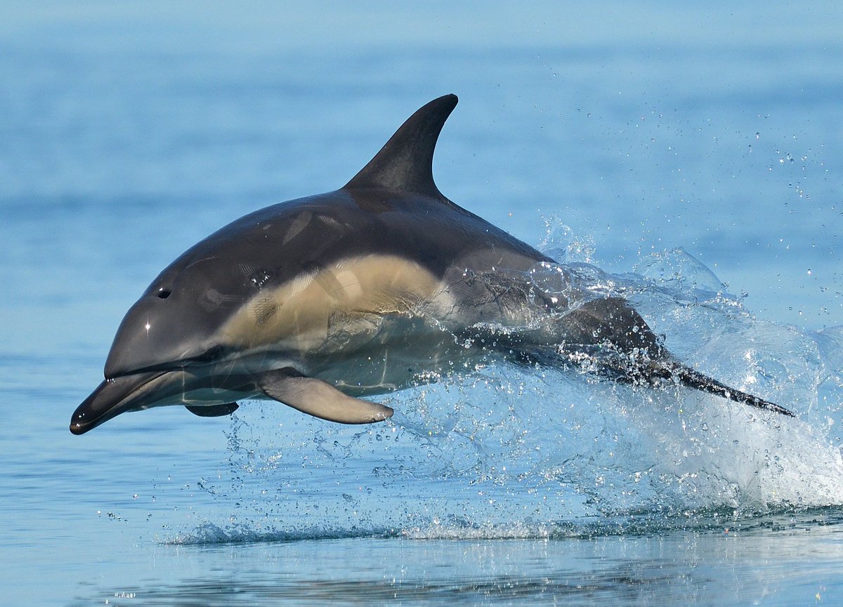 Common dolphins are fast, they can reach speeds of 30 mph when chasing food or bow riding. Generally an offshore species, they sometimes come close to shore to feed. At sea, they can form super-pods sometimes made up of thousands of individuals. #nature #Dolphins